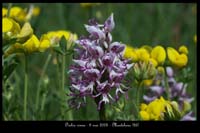 Orchis simia12