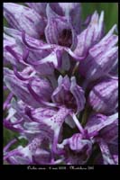 Orchis simia4