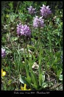 Orchis simia9