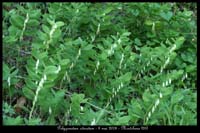 Polygonatum odoratum