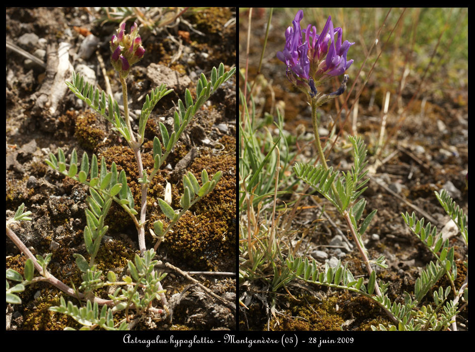 Astragalus-hypoglottis