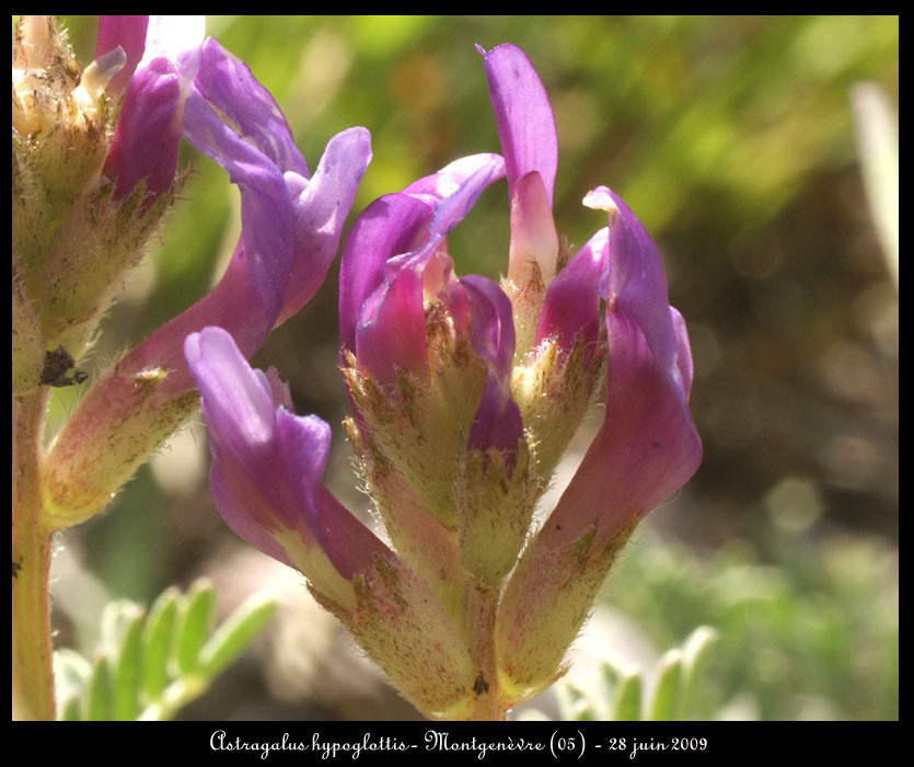 Astragalus-hypoglottis2