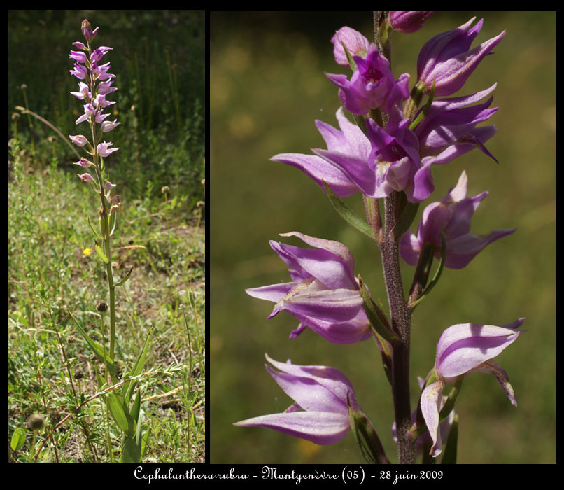 Cephalanthera-rubra