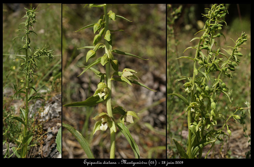 Epipactis-distans