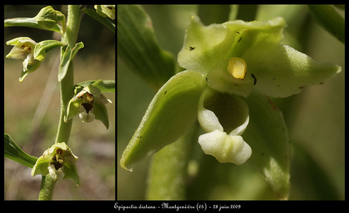 Epipactis-distans4