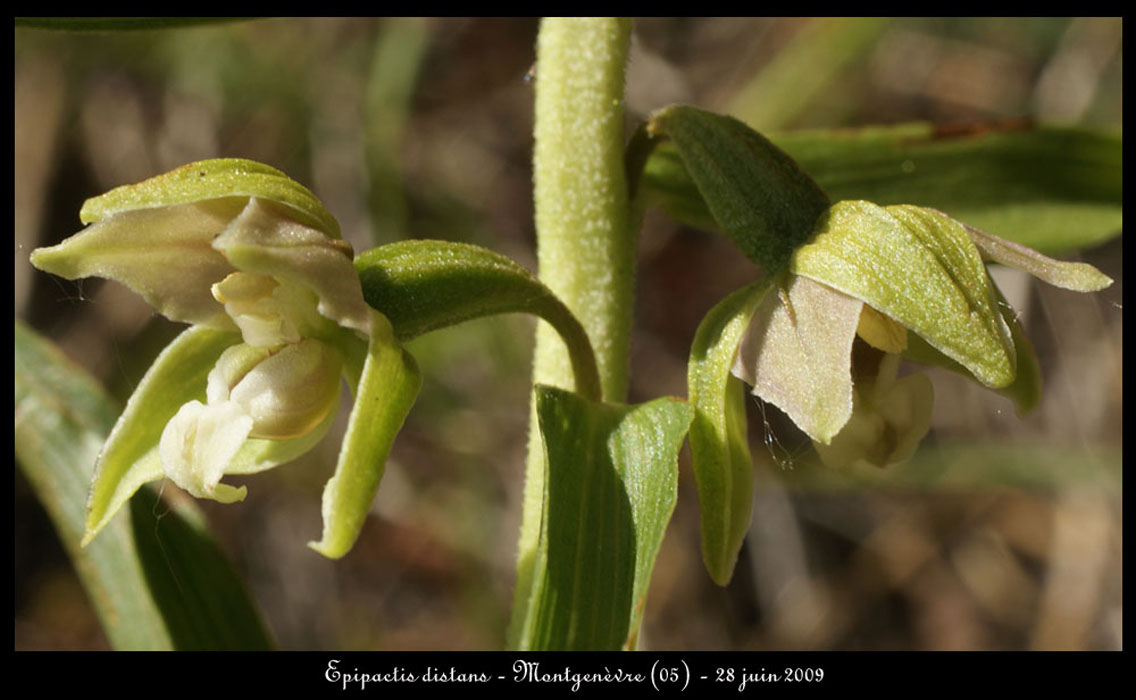 Epipactis-distans5