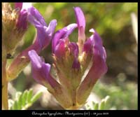 Astragalus-hypoglottis2