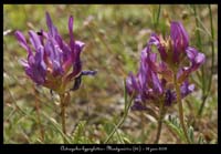 Astragalus-hypoglottis3