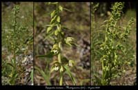 Epipactis-distans