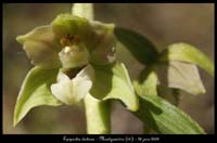 Epipactis-distans2