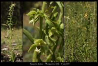 Epipactis-distans3