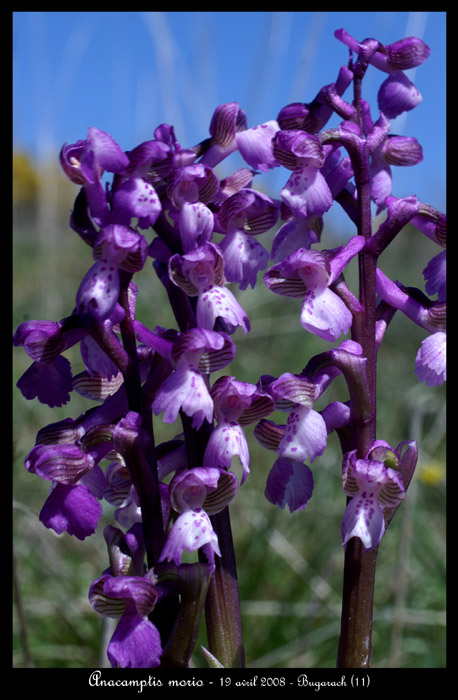 Anacamptis morio