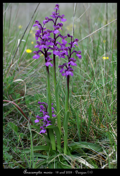 Anacamptis morio2