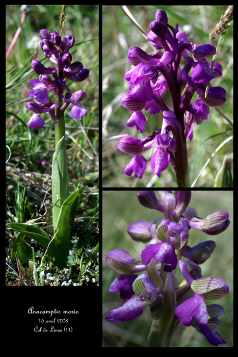 Anacamptis morio3