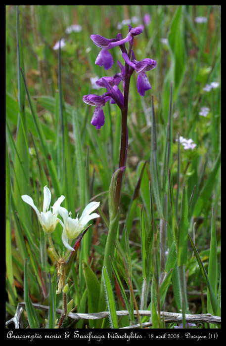 Anacamptis morio4