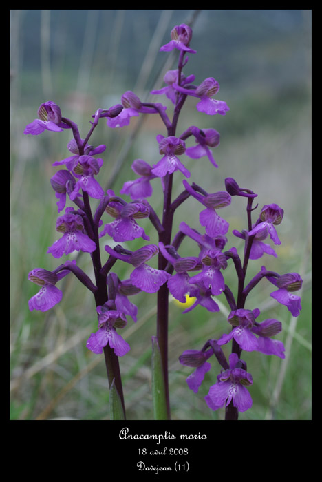 Anacamptis morio5