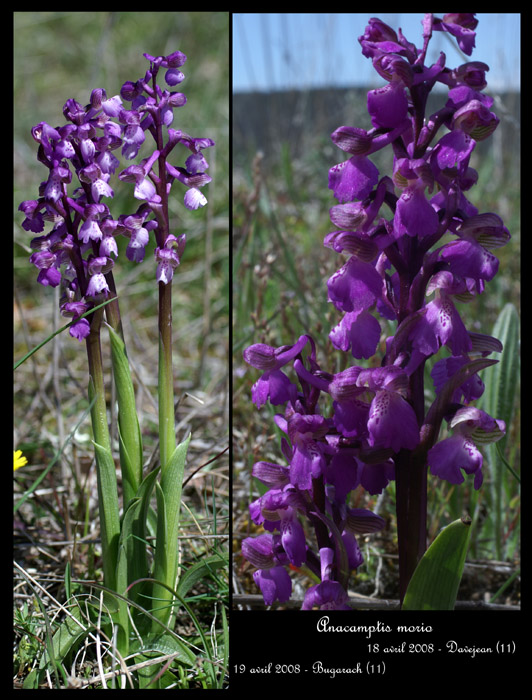 Anacamptis morio6