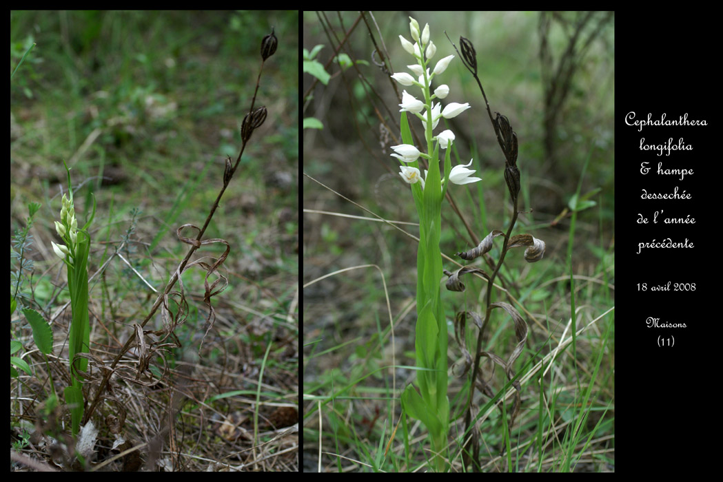 Cephalanthera longifolia