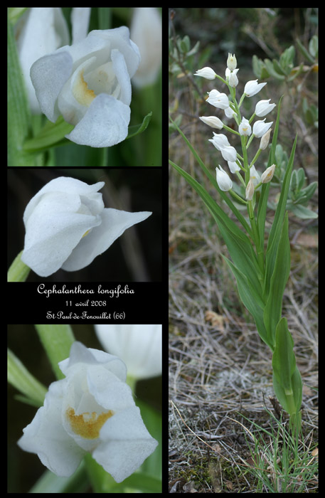 Cephalanthera longifolia2