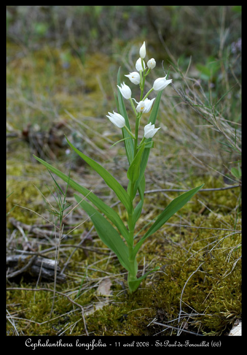 Cephalanthera longifolia3