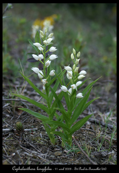 Cephalanthera longifolia4