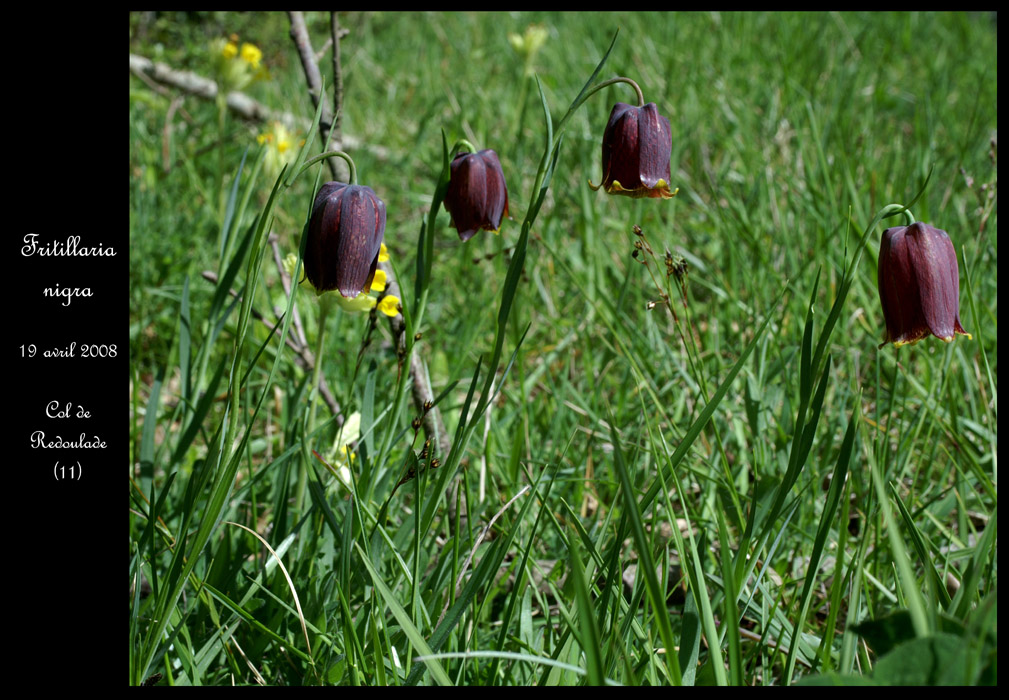 Fritillaria nigra