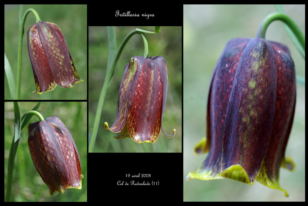 Fritillaria nigra3