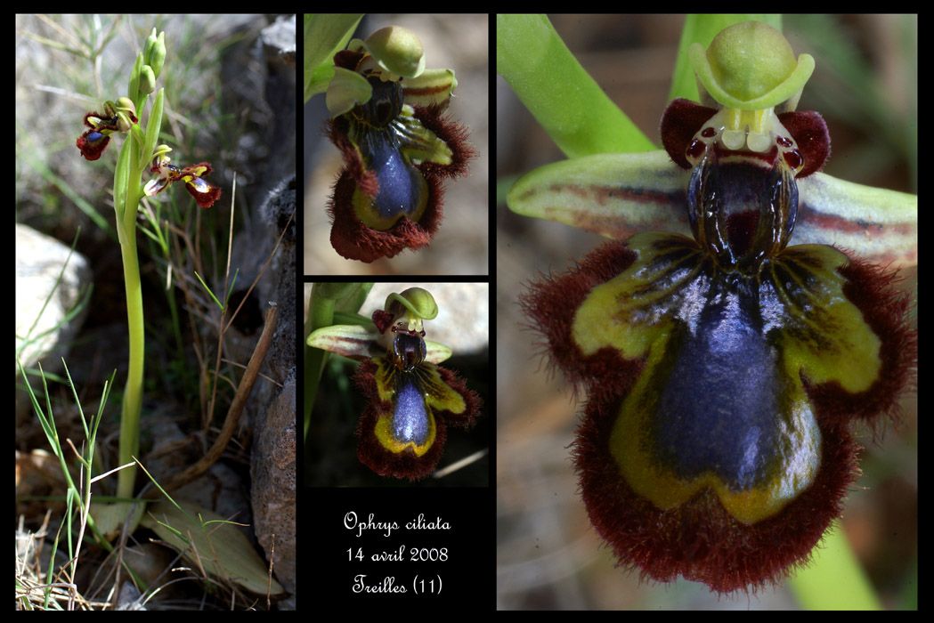 Ophrys ciliata2