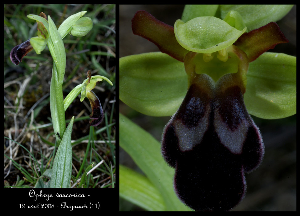 Ophrys vasconica Bug