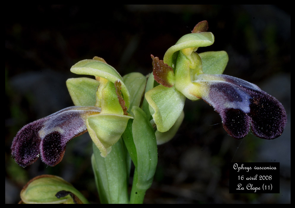 Ophrys vasconica