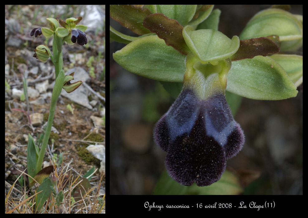 Ophrys vasconica2