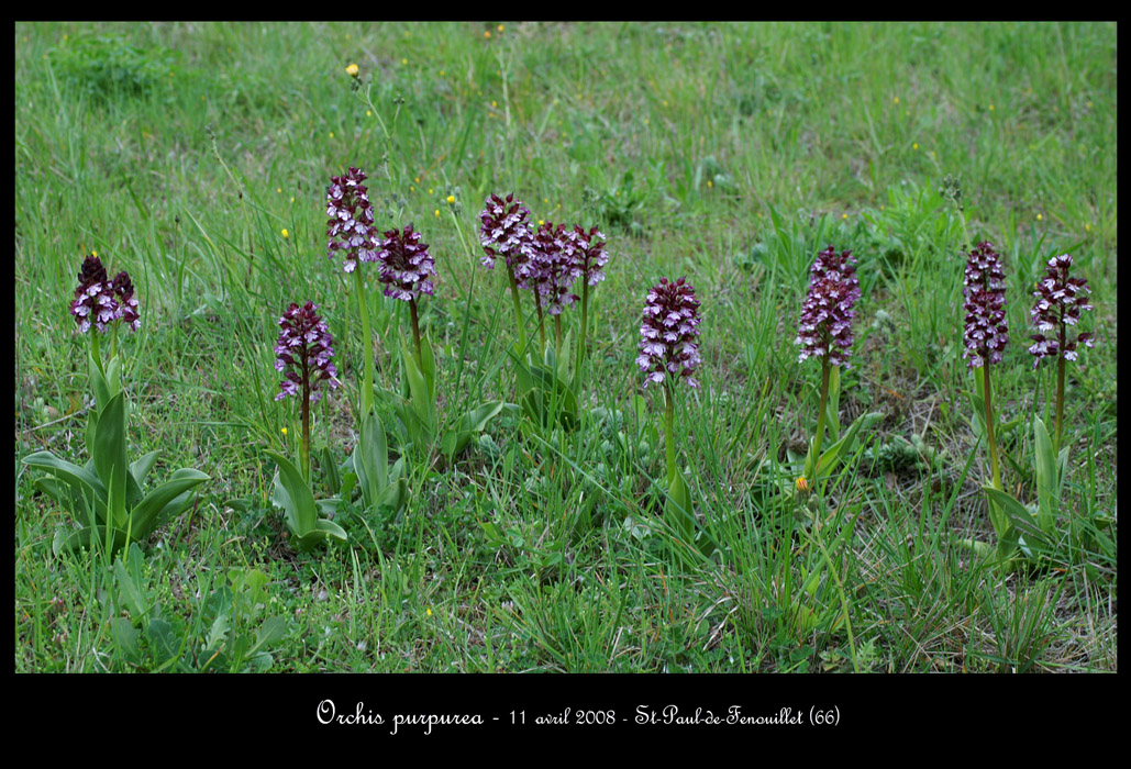 Orchis purpurea2
