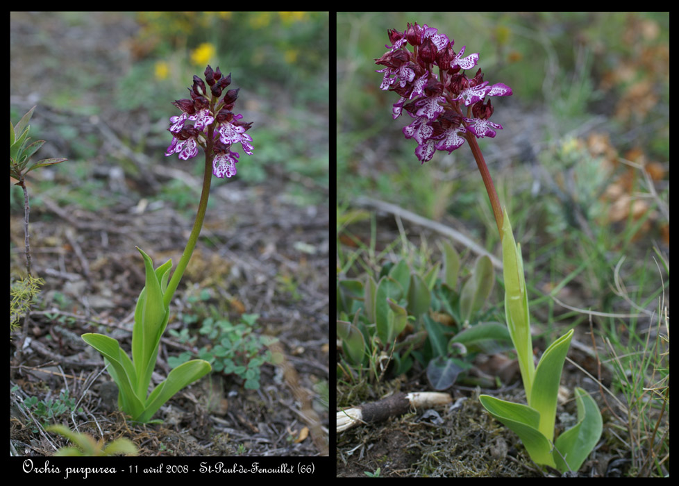 Orchis purpurea4