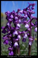 Anacamptis morio