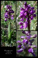 Anacamptis morio3