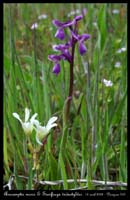 Anacamptis morio4