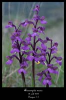 Anacamptis morio5