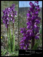 Anacamptis morio6