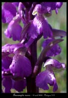 Anacamptis morio7