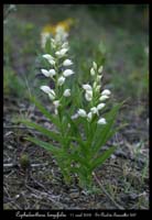 Cephalanthera longifolia4