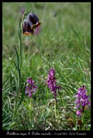 Fritillaria nigra & Orchis mascula