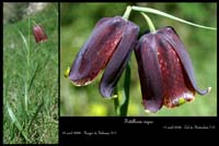 Fritillaria nigra2