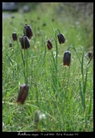 Fritillaria nigra4