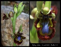 Ophrys ciliata