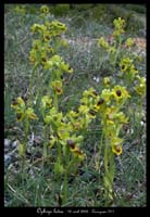 Ophrys lutea