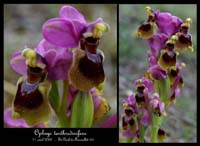 Ophrys tenthredinifera St Paul de Fenouillede 110408