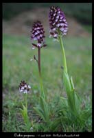 Orchis purpurea