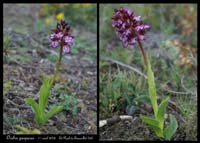 Orchis purpurea4