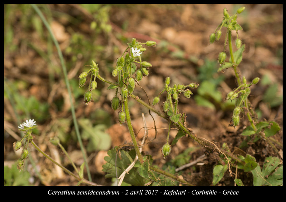 Cerastium-semidecandrum
