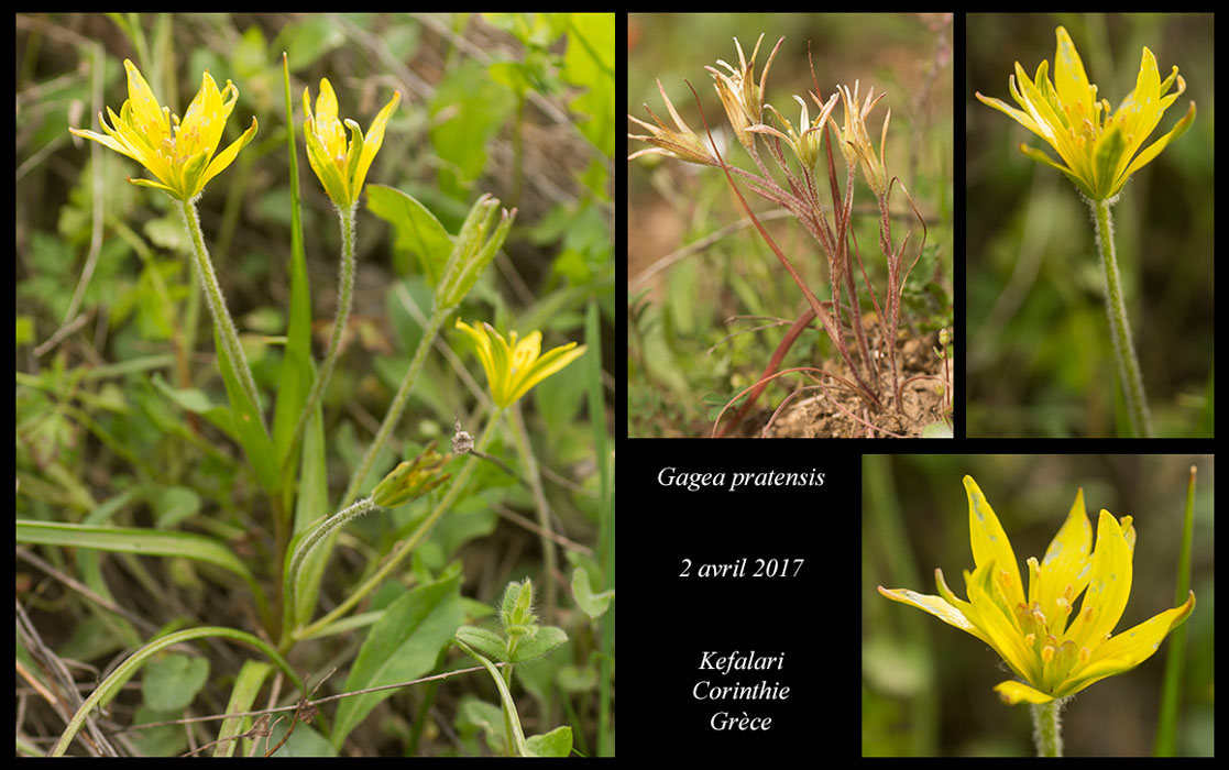 Gagea-pratensis
